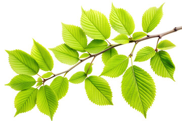 Fototapeta na wymiar Branch with Fresh Green Leaves