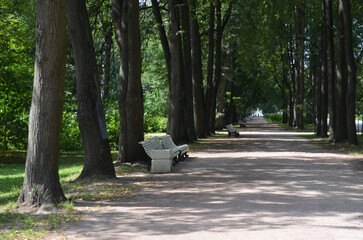 The alley. Benches in the shade of trees