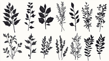 Vector silhouettes of leaves, herbs, and plants, herbarium style