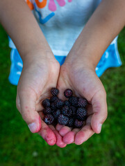 handful of blueberries and mulberries