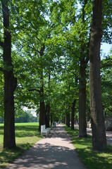 The alley in the Catherine Park Pushkin City