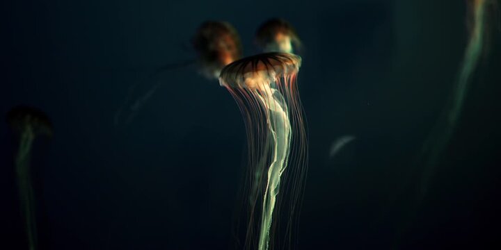 jelly fish in aquarium on a dark