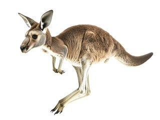 Lively kangaroo hopping on transparent background