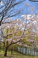 Obraz premium 鶴見緑地の桜