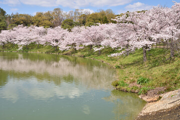 Naklejka premium 鶴見緑地の桜