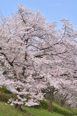 鶴見緑地の桜