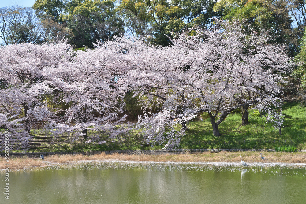 Canvas Prints 鶴見緑地の桜