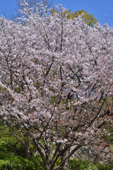 鶴見緑地の桜