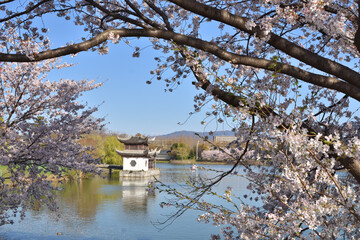 鶴見緑地の桜