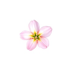 Obraz premium Watercolour flower isolated on clean white background