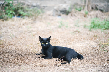 Black cats are laying on straw