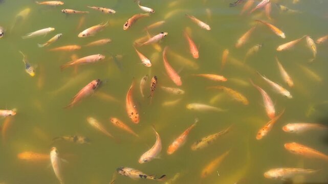 Water, fish, pond, aquatic, beautiful, nature, colorful, asian, background, color, swim, swimming pool, outdoor, lake, fish, environment, decorative, underwater, photography, pet, koi, relaxation, fis