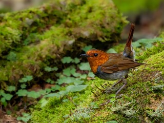 森の中で地面に降りてエサを探しているコマドリの雄