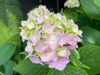 inflorescence of hydrangea macrophilla on which a Cantharis livida beetle sits close up