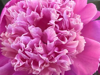 Pink peony flower. Petals close-up