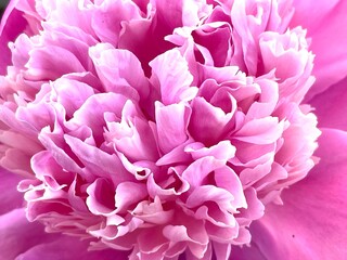 Pink peony flower. Petals close-up
