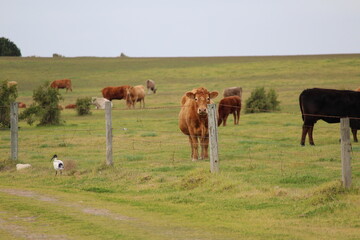Cows grazing over fence inn South Australia.