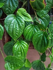 Piper betle, Sirih, Sireh, Bido, Base