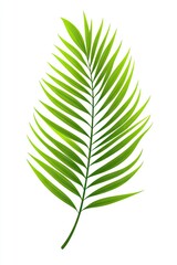 tropical green palm leaf tree isolated on white background