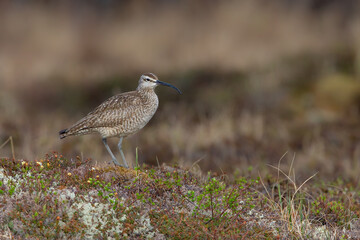 Whimbrel