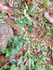 Cyanthillium Cinereum, Sawi Langit, Vernonia Cinerea