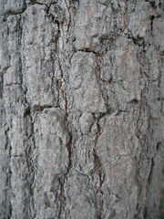 Close up of rought and dry surface of tree bark.
