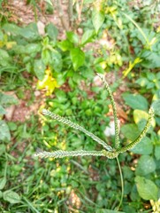 Eleusine Indica, Sambau, Rumput Belulang 
