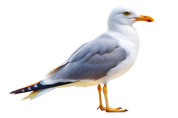 Seagull Standing Isolated on a White Background