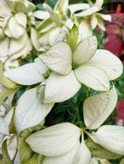 White Mussaenda Dwarf Mussaenda Flower plant