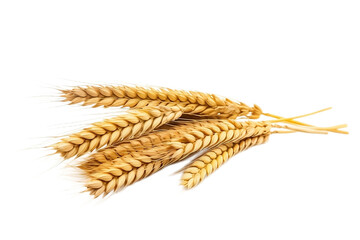 Golden ear of wheat spikelet close-up background
