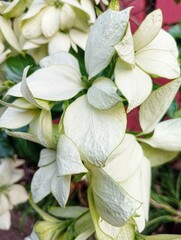 White Mussaenda Dwarf Mussaenda Flower plant
