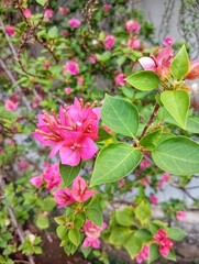 Bougainvillea Torch Glow flower in close up