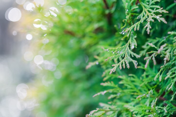 Blurred nature background. Closeup green leaves of evergreen coniferous thuja tree. Extreme bokeh with light reflection