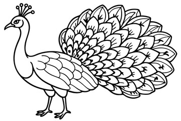 Fototapeta premium Peacock line art 