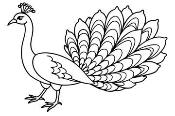 Peacock line art 