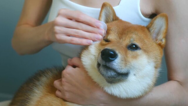 Female owner gently wipes Shiba Inu dog eyes with cotton pad. Woman carefully cleans away any debris or tear stains from dog sitting patiently