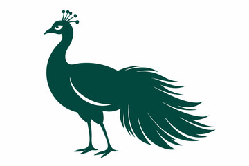 Peacock vector illustration