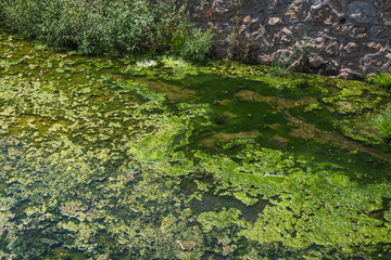 Moss, lichen and grass in a polluted stream. moss in a puddle.