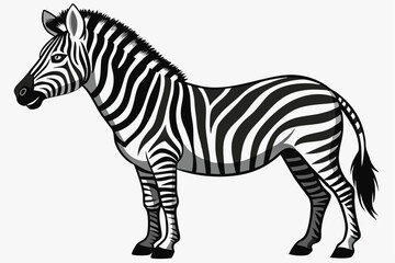 Obraz premium A Standing Zebra with Black and White Stripes