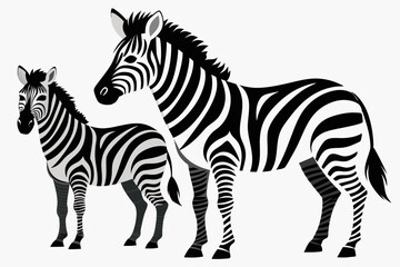 Fototapeta premium Two Zebras Standing Side by Side
