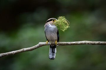 Silver-breasted Broadbill ( Serilophus lunatus), cute bird perching on a branch of tree in the forest at Kaeng Krachan National Park, Thailand.