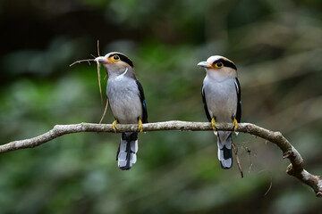 Silver-breasted Broadbill ( Serilophus lunatus) perching on a branch of tree in the forest at Kaeng Krachan National Park, Thailand.