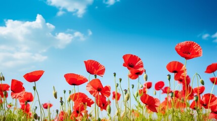 Fototapeta premium Red poppies in a lush summer meadow, clear blue sky, gentle sunlight, tranquil setting