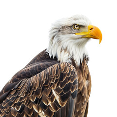 Obraz premium Majestic Bald Eagle Portrait.