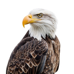 Obraz premium Bald Eagle Portrait with Black Background.
