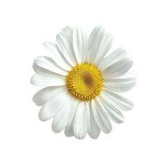 Fototapeta premium White Daisy Flower on translucent
