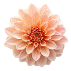 Fototapeta premium Peach Dahlia Flower Closeup. translucent