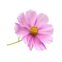 Pink Cosmos Flower Isolated on 
translucent