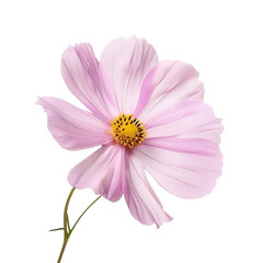 Obraz premium Pink Cosmos Flower Isolated on translucent
