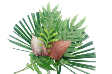 Fototapeta premium Fern leaves, Fresh Green Leaf of Licuala spinosa.